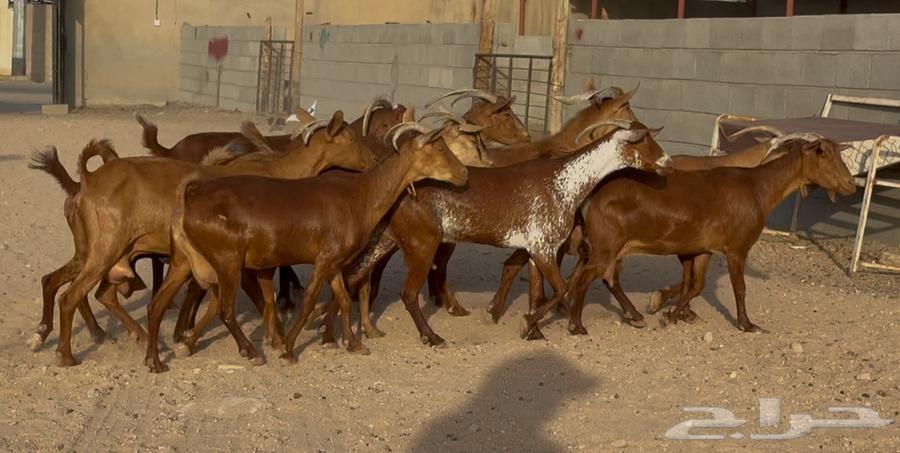 معزا حنوبيات دهم طيبه دفيع وحليب العدد 10 بالفحل63787898959489112