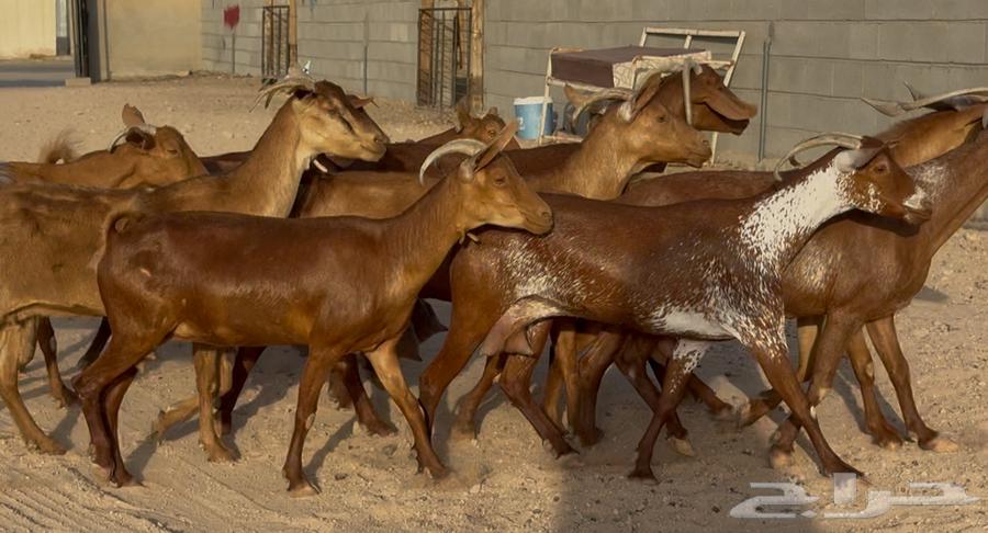 معزا حنوبيات دهم طيبه دفيع وحليب العدد 10 بالفحل63787898959489114