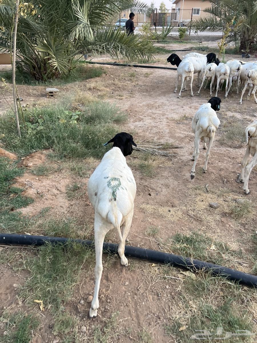 للبيع طليان برابر جذعان مرابي63789255463426113