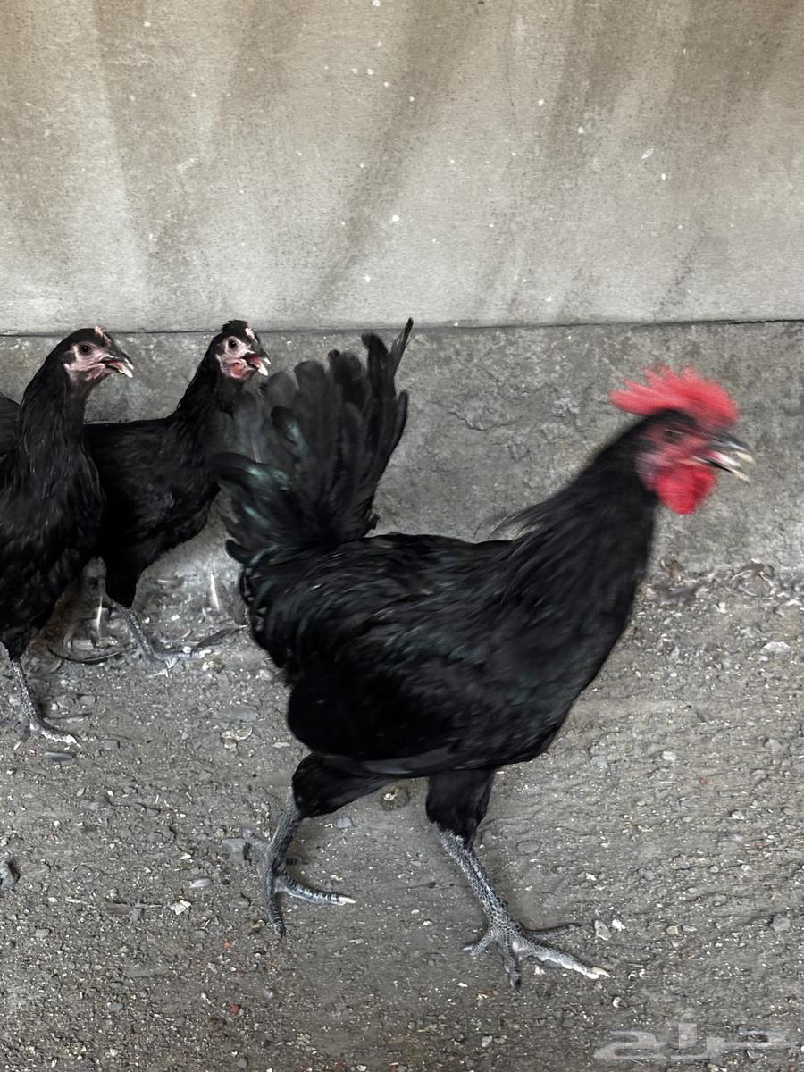 Sterilop Chicken Set, Approximate Age 4 Months63796974574595110