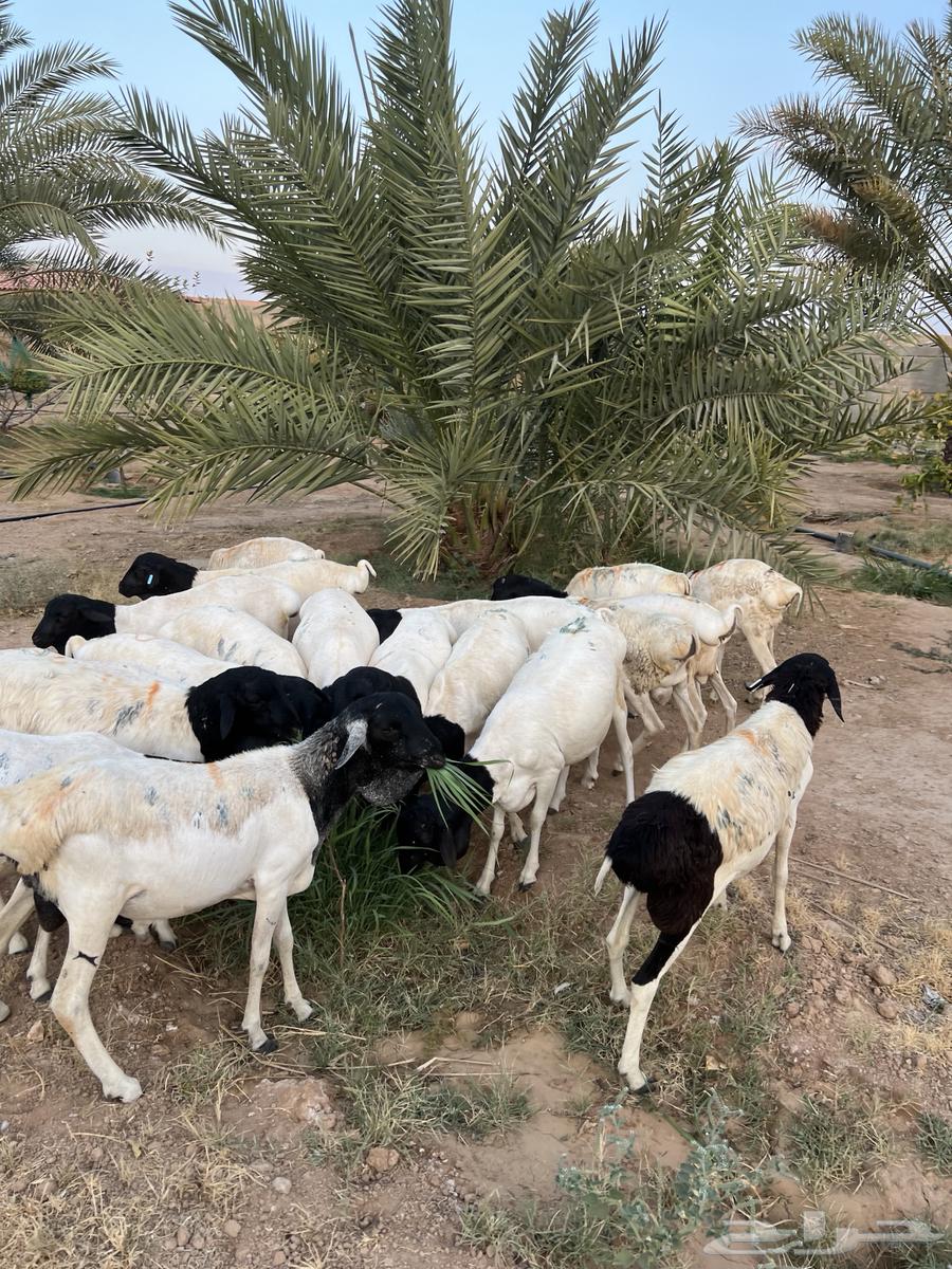 للبيع طليان برابر جذعان مرابي63789255463426111
