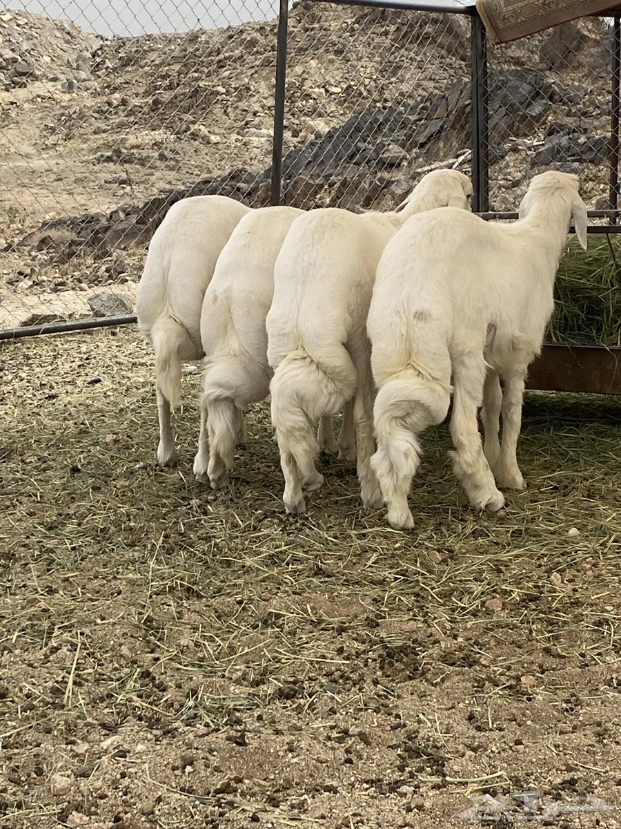 4 sheep with wool and conditions63752344756609112