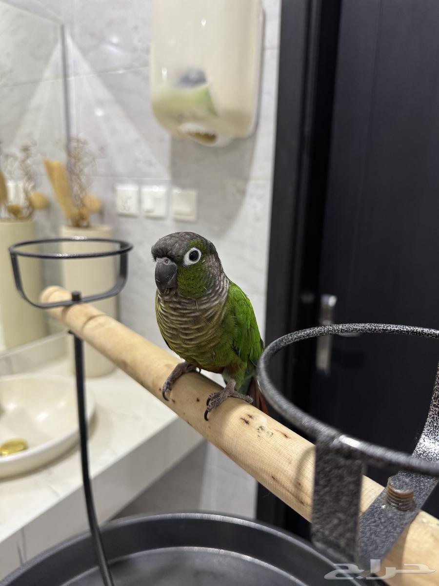 Cute, friendly, talkative, and playful parrot63796449500931111