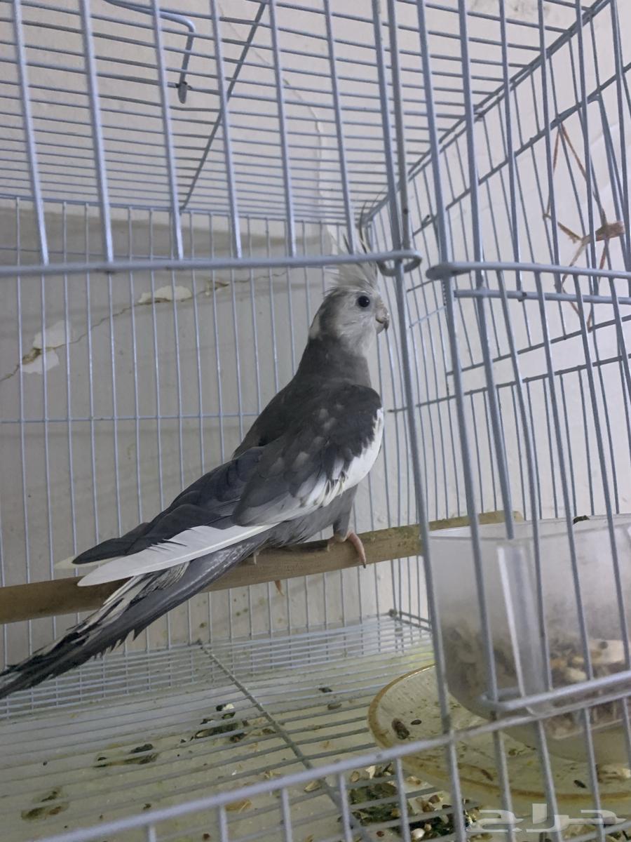 ببغاء كروان هولندي منتج63788736352514112