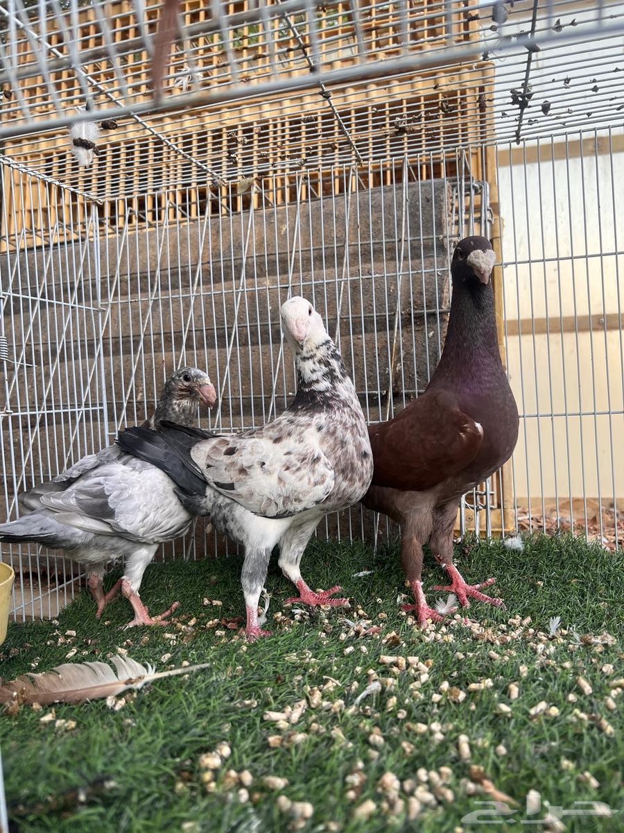 جوز هومر بفرخه ( تم البيع )63794116160003110