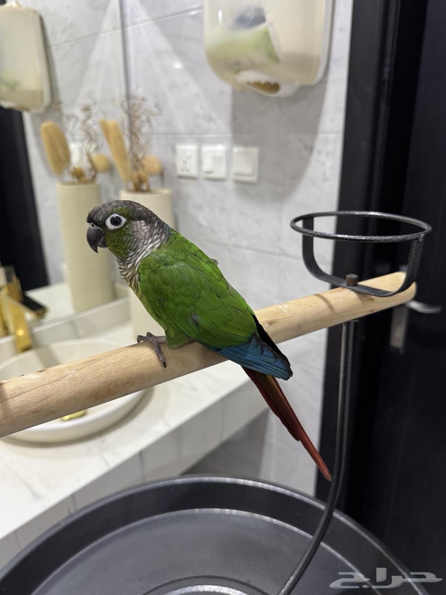 Cute, friendly, talkative, and playful parrot63796449500931110