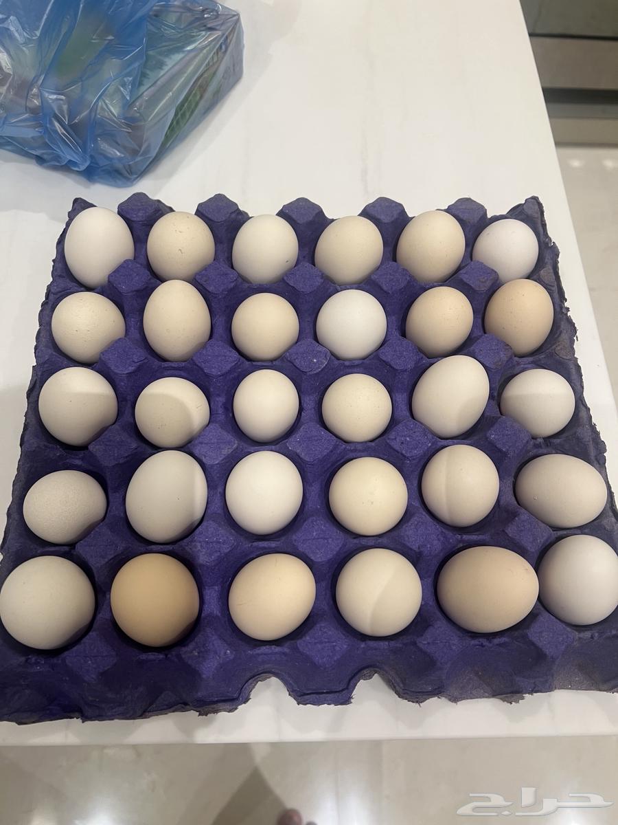 بيض بلدي. السويدي. 20 ريال63787895964289110
