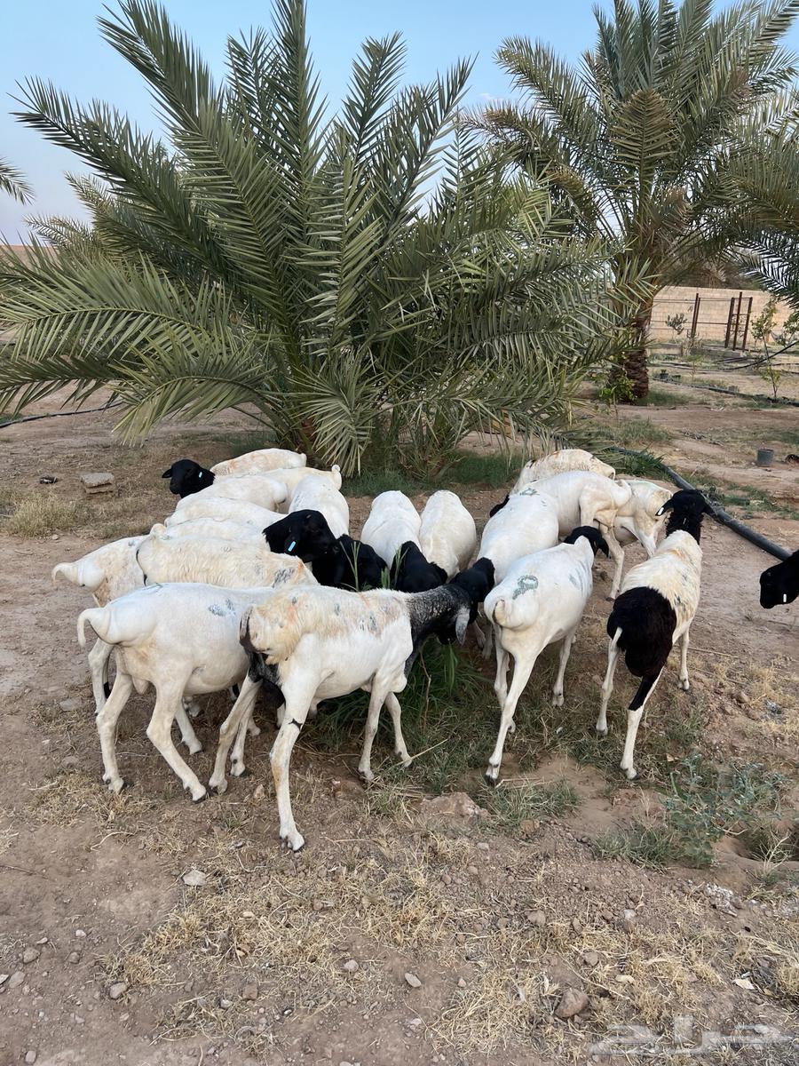 للبيع طليان برابر جذعان مرابي63789255463426112