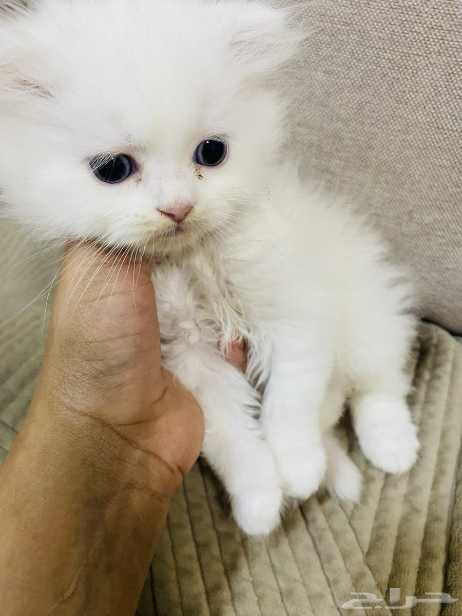قط للبيع عمره شهر ونص63796449552898111