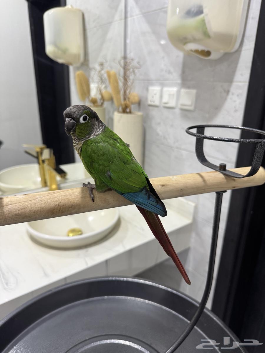 Cute, friendly, talkative, and playful parrot63796449500931114