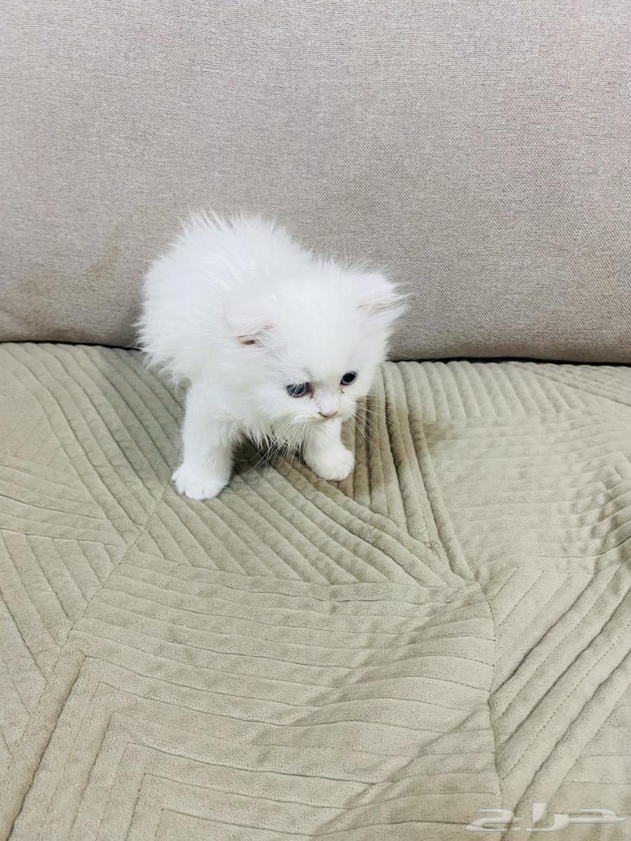قط للبيع عمره شهر ونص63796449552898112