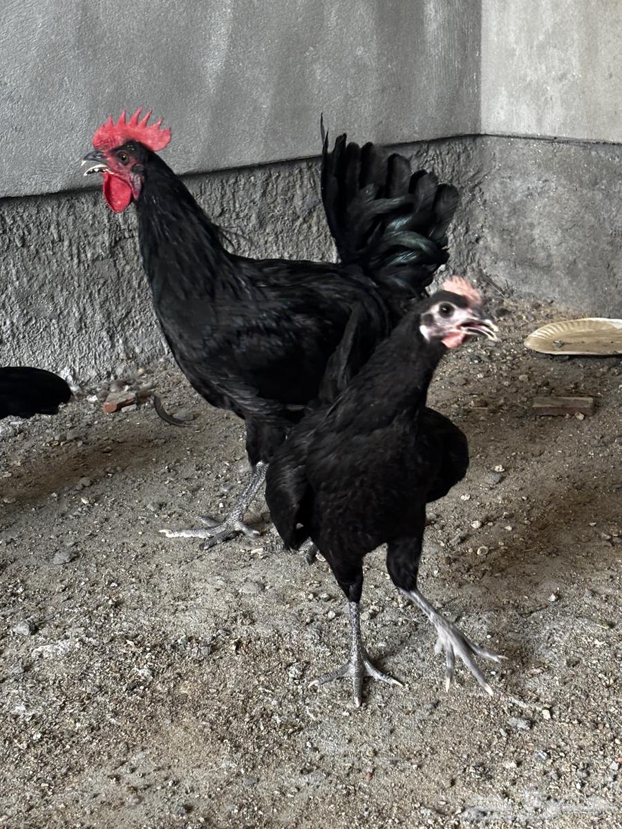 Sterilop Chicken Set, Approximate Age 4 Months63796974574595111