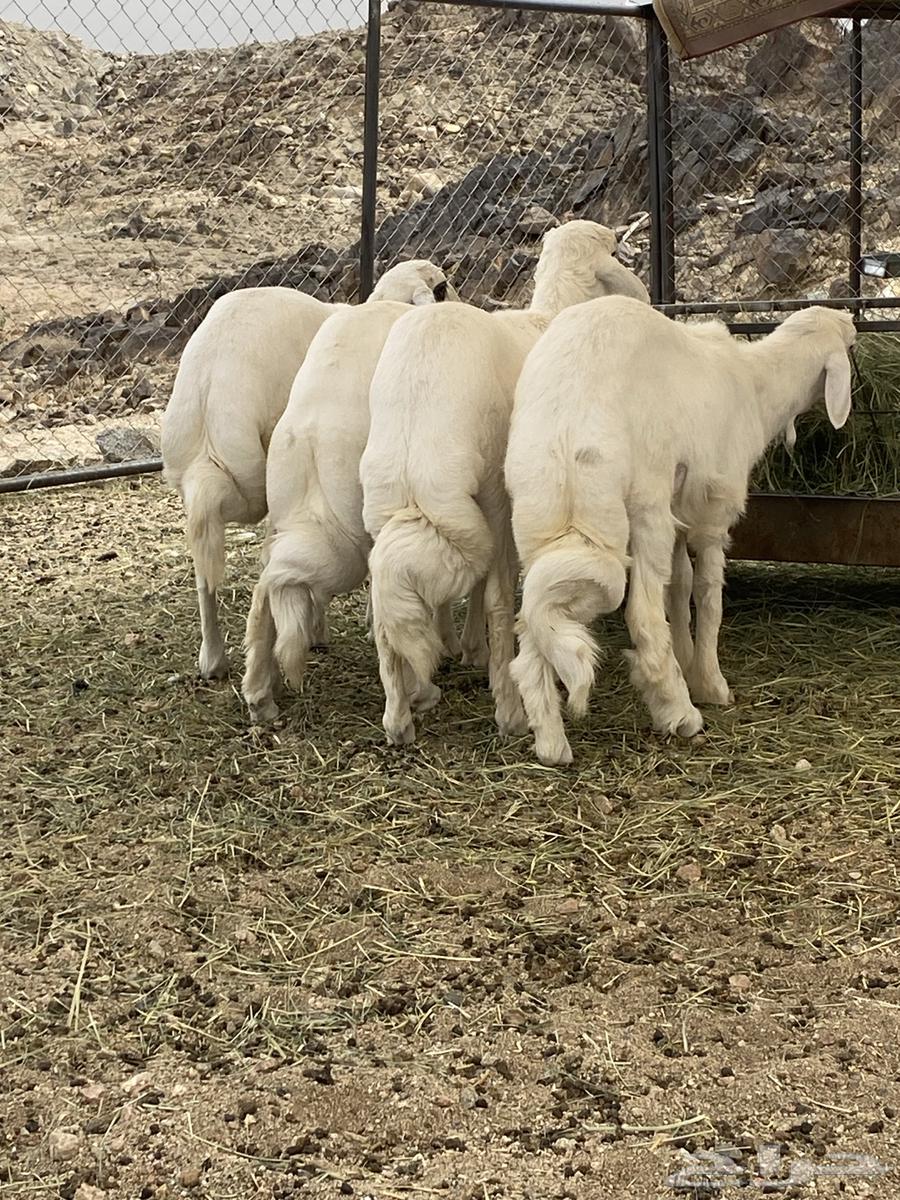 4 sheep with wool and conditions63752344756609113
