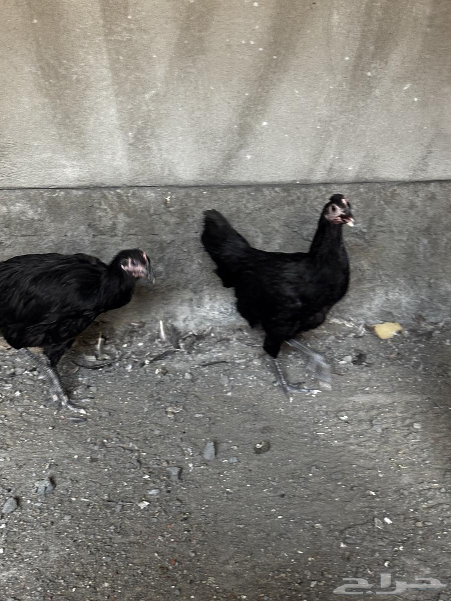 Sterilop Chicken Set, Approximate Age 4 Months63796974574595113