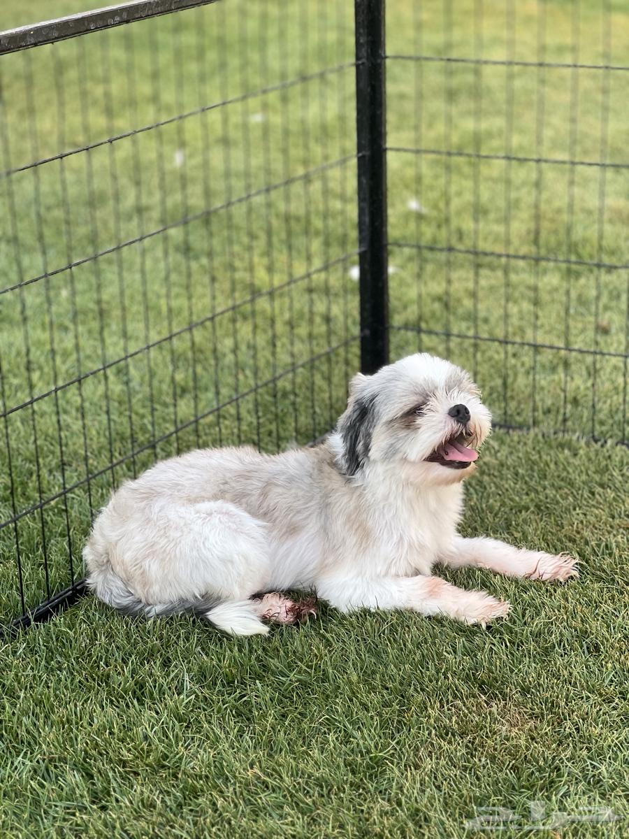 Shih Tzu Dog63800166118529111