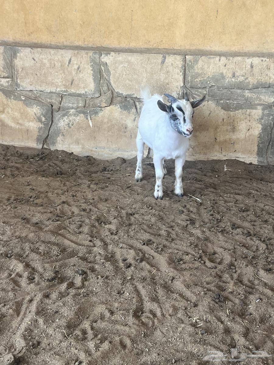 Dwarf goat63797997993347110