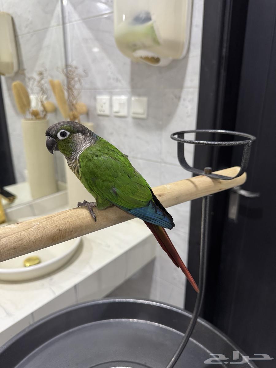 Cute, friendly, talkative, and playful parrot63796449500931112