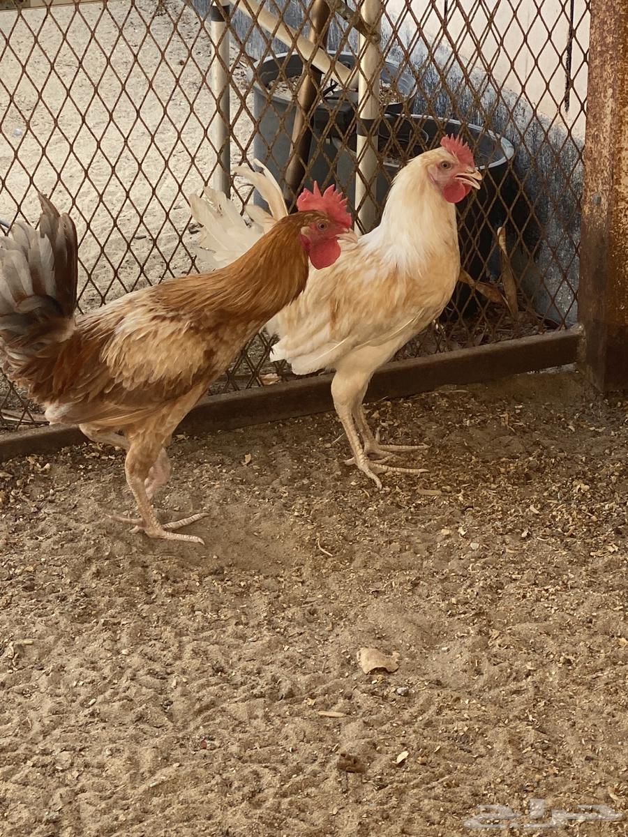 ديك للبيع63793061961346110
