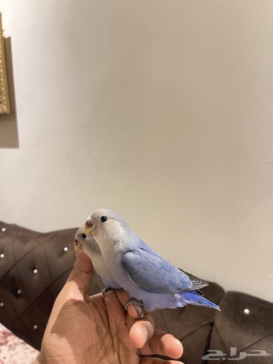 روز أليف تم البيع63789999968386114