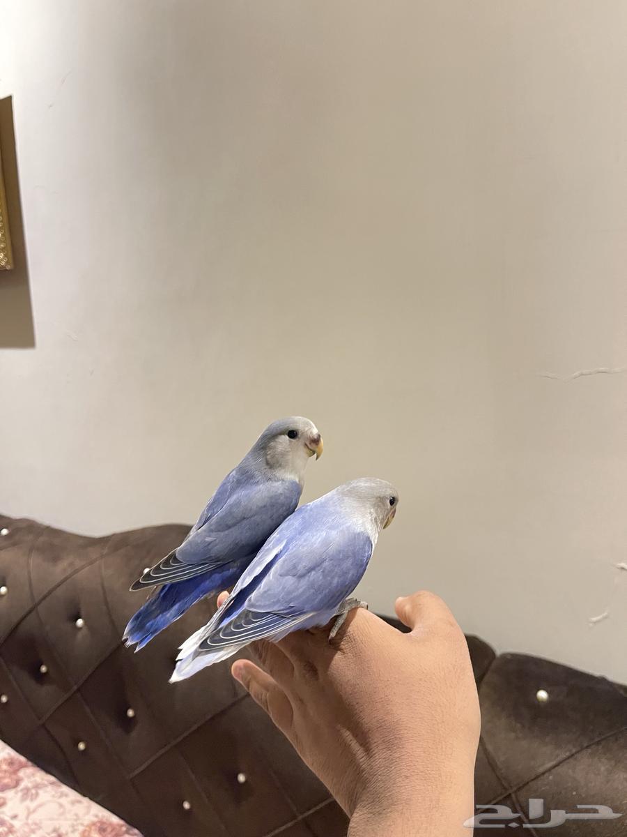 روز أليف تم البيع63789999968386111