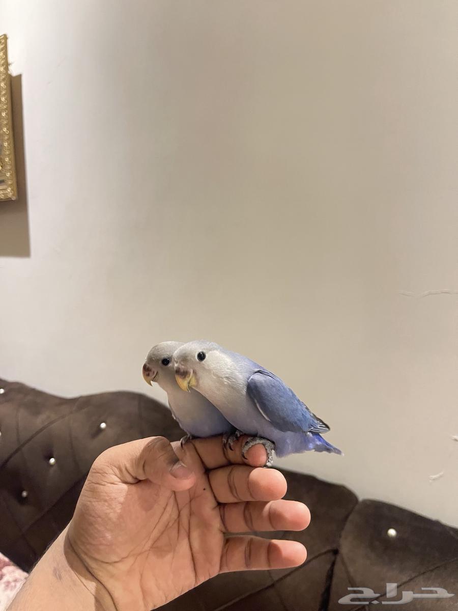 روز أليف تم البيع63789999968386113