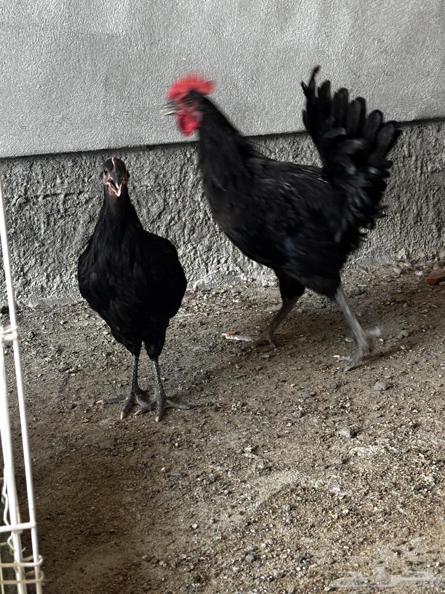 Sterilop Chicken Set, Approximate Age 4 Months63796974574595112