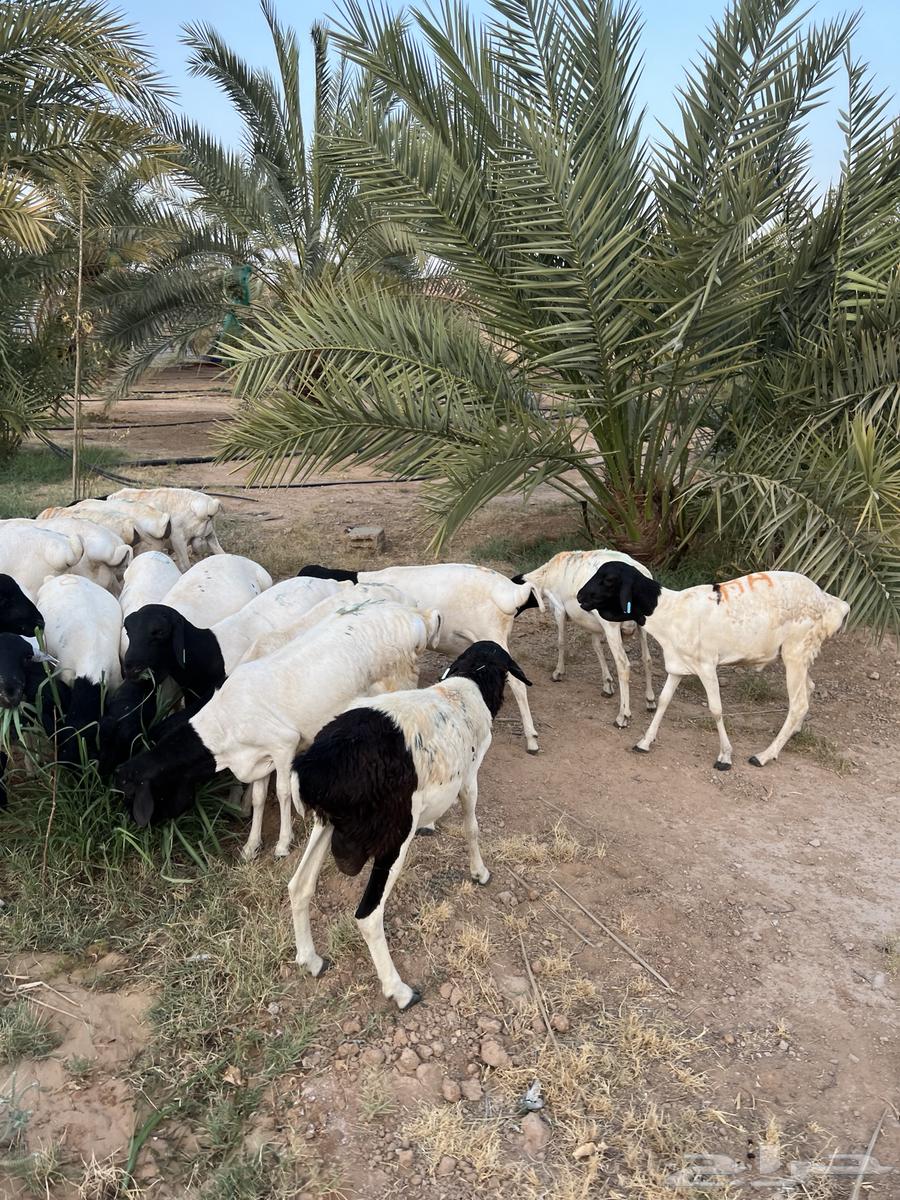 للبيع طليان برابر جذعان مرابي63789255463426114