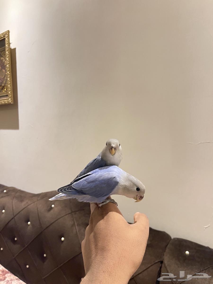 روز أليف تم البيع63789999968386110