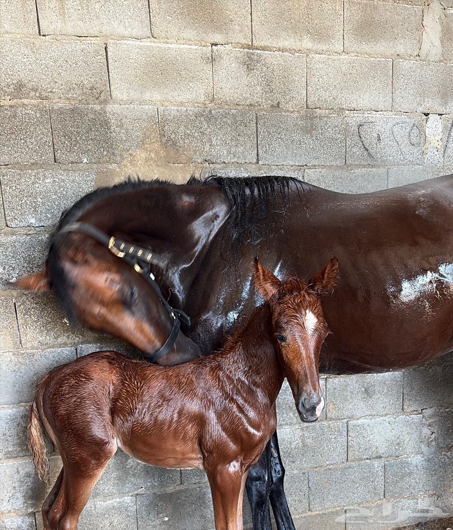 Mare for sale, pregnant and with a two-and-a-half-month-old foal, English breed without63791189678338110