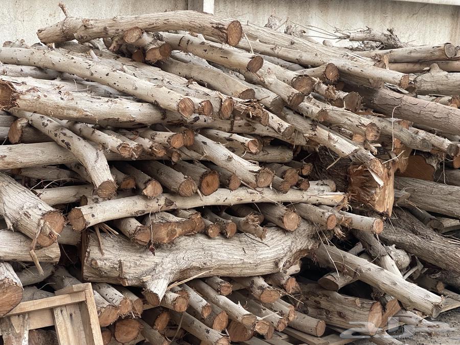 Tree Branches and Trunks63796135439617110