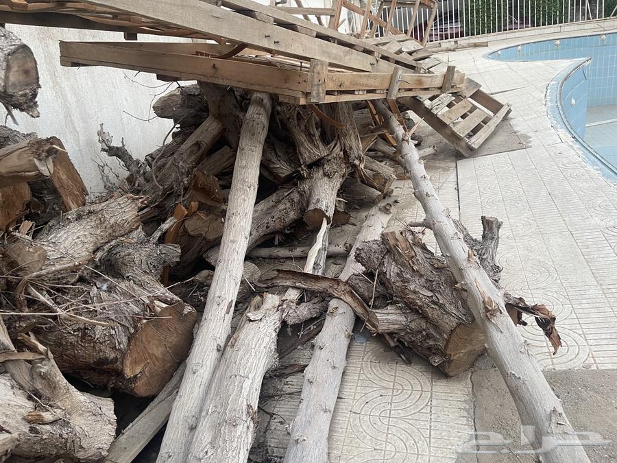 Tree Branches and Trunks63796135439617113