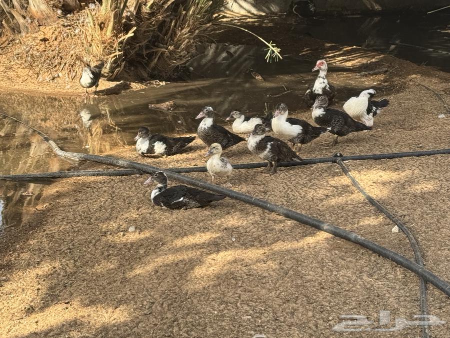 حمام بلدي وباكستاني وبط مسكوفي للبيع بالخرج كميات أسعارجملة63790763353346112