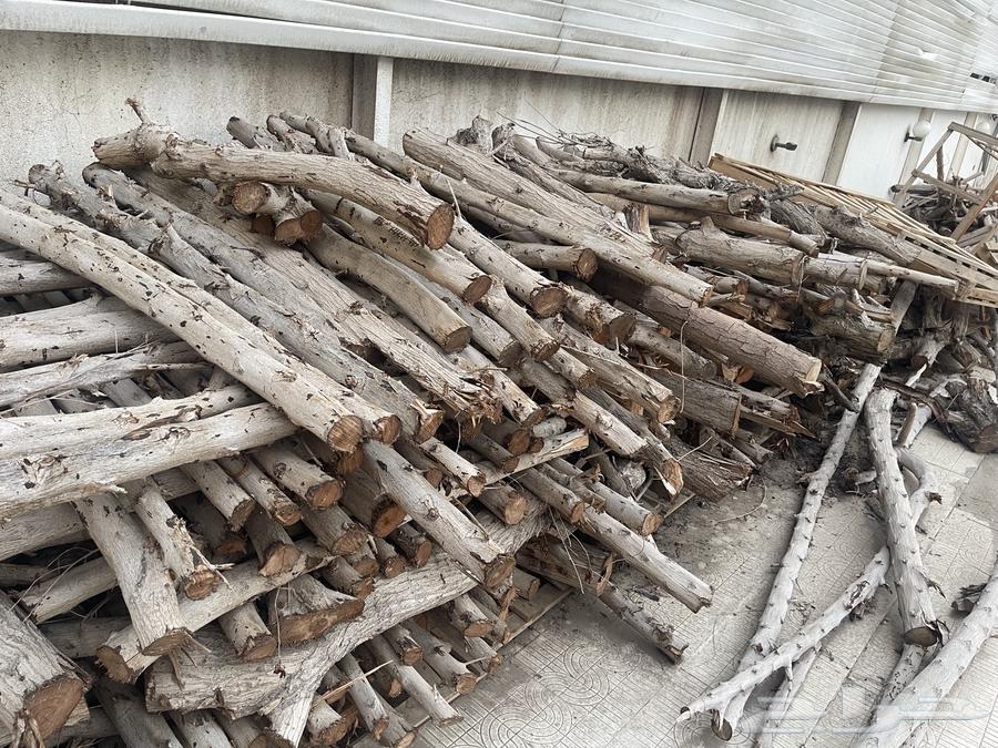 Tree Branches and Trunks63796135439617111