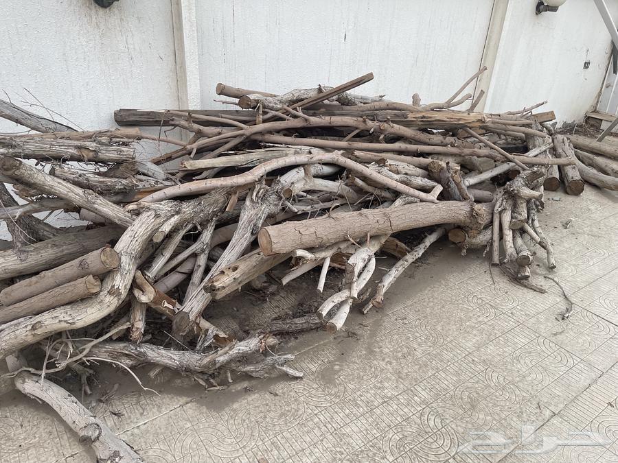 Tree Branches and Trunks63796135439617112