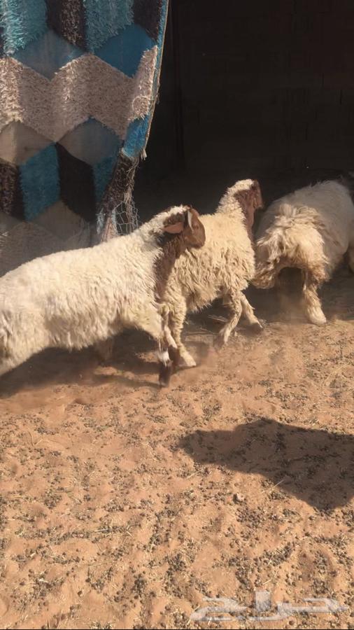 6 with one ram and the rest are closed ewes63793988545155111