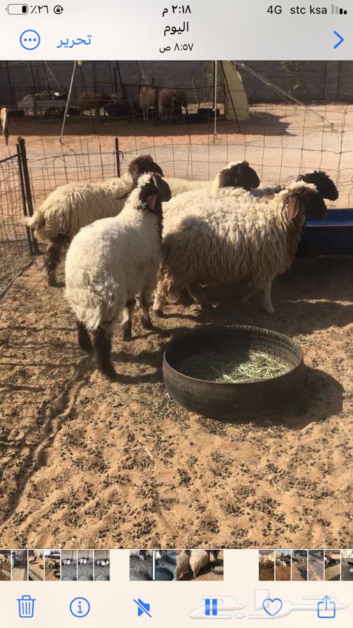 6 with one ram and the rest are closed ewes63793988545155113