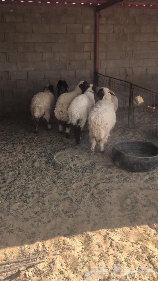 6 with one ram and the rest are closed ewes63793988545155110