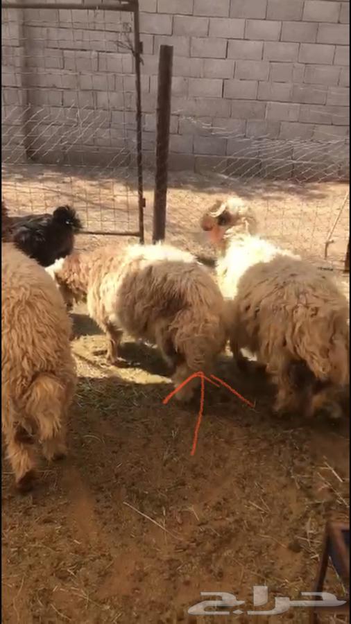 6 with one ram and the rest are closed ewes63793988545155114