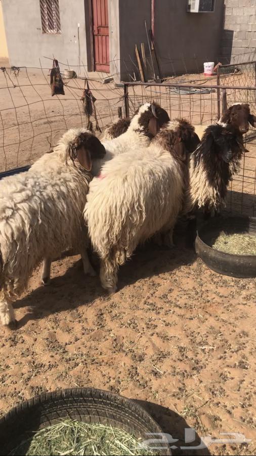 6 with one ram and the rest are closed ewes63793988545155112