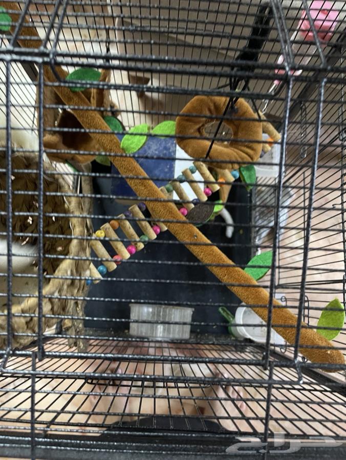 للبيع سنجاب طائر (Sugar Glider)63798699503747114