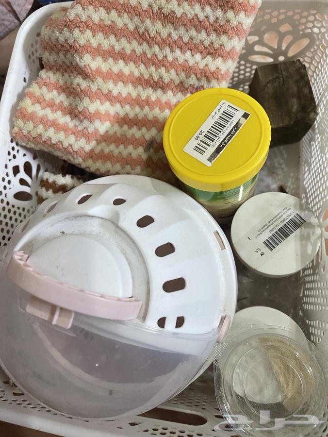 للبيع سنجاب طائر (Sugar Glider)63798699503747111
