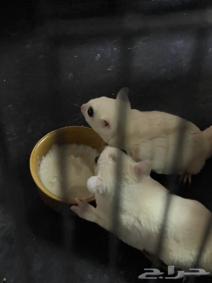 للبيع سنجاب طائر (Sugar Glider)63798699503747110