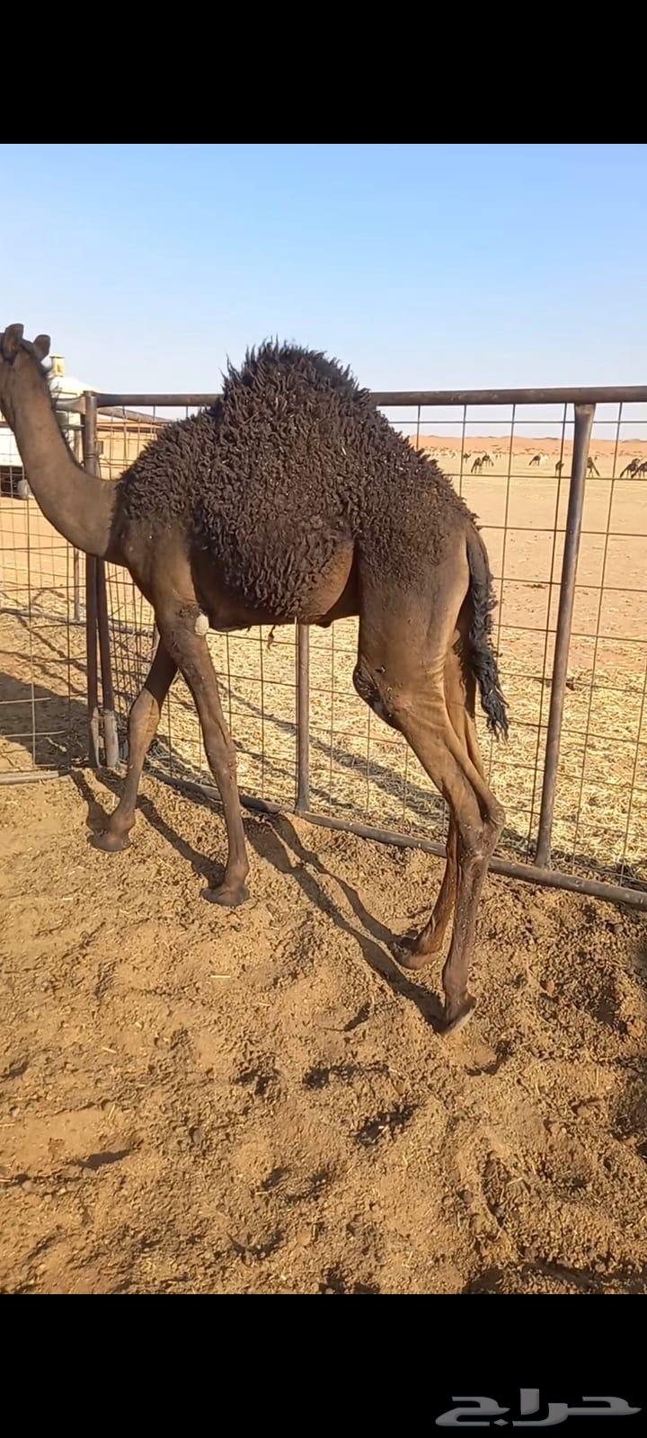 للببيع قعدان قصب63796449866753111