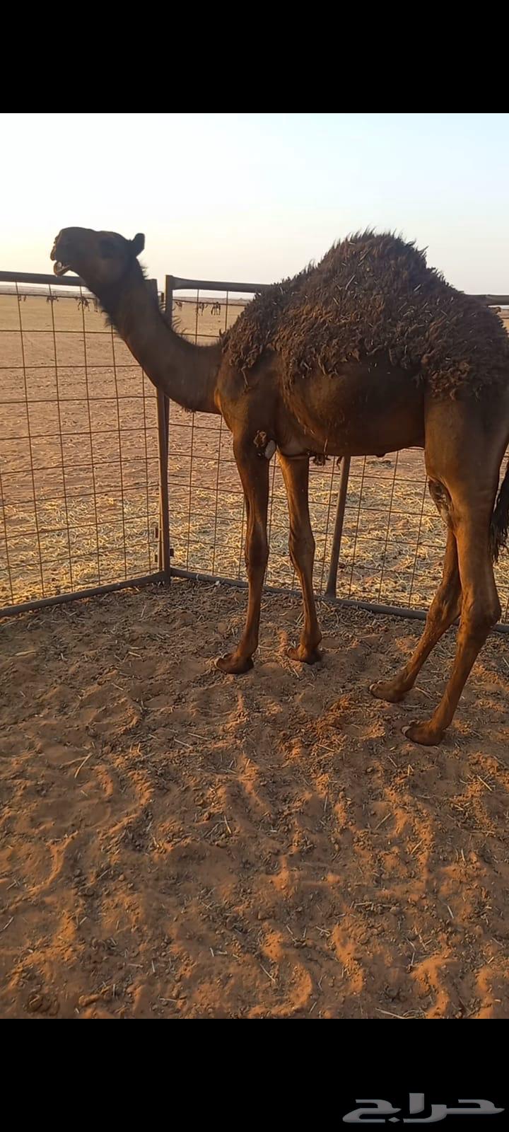 للببيع قعدان قصب63796449866753110