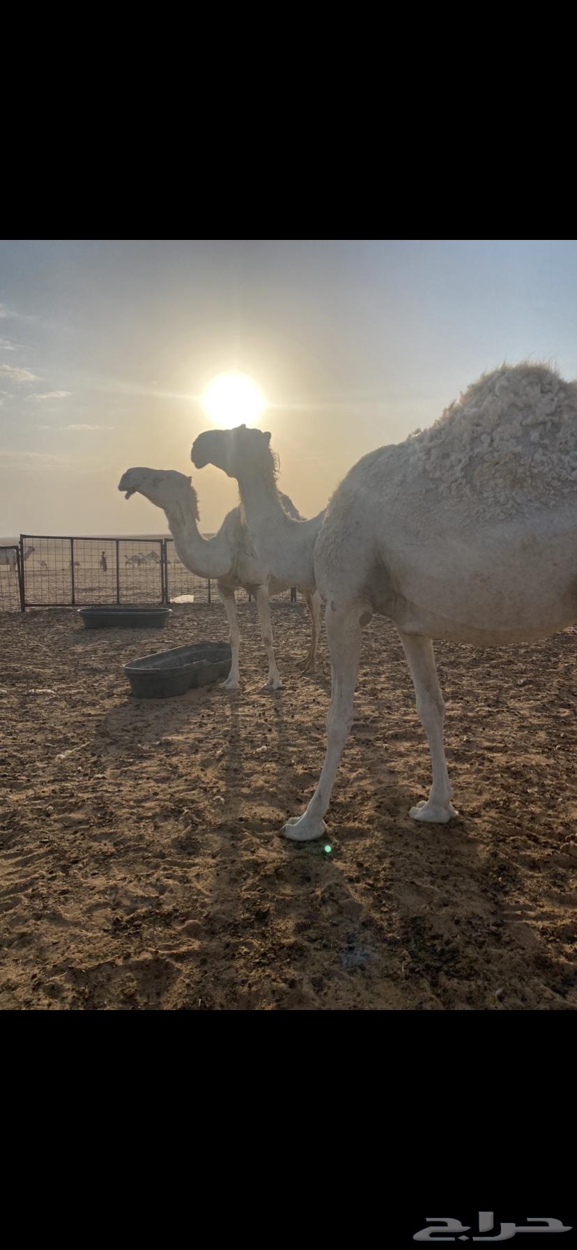 آبل للبيع63798799684227110