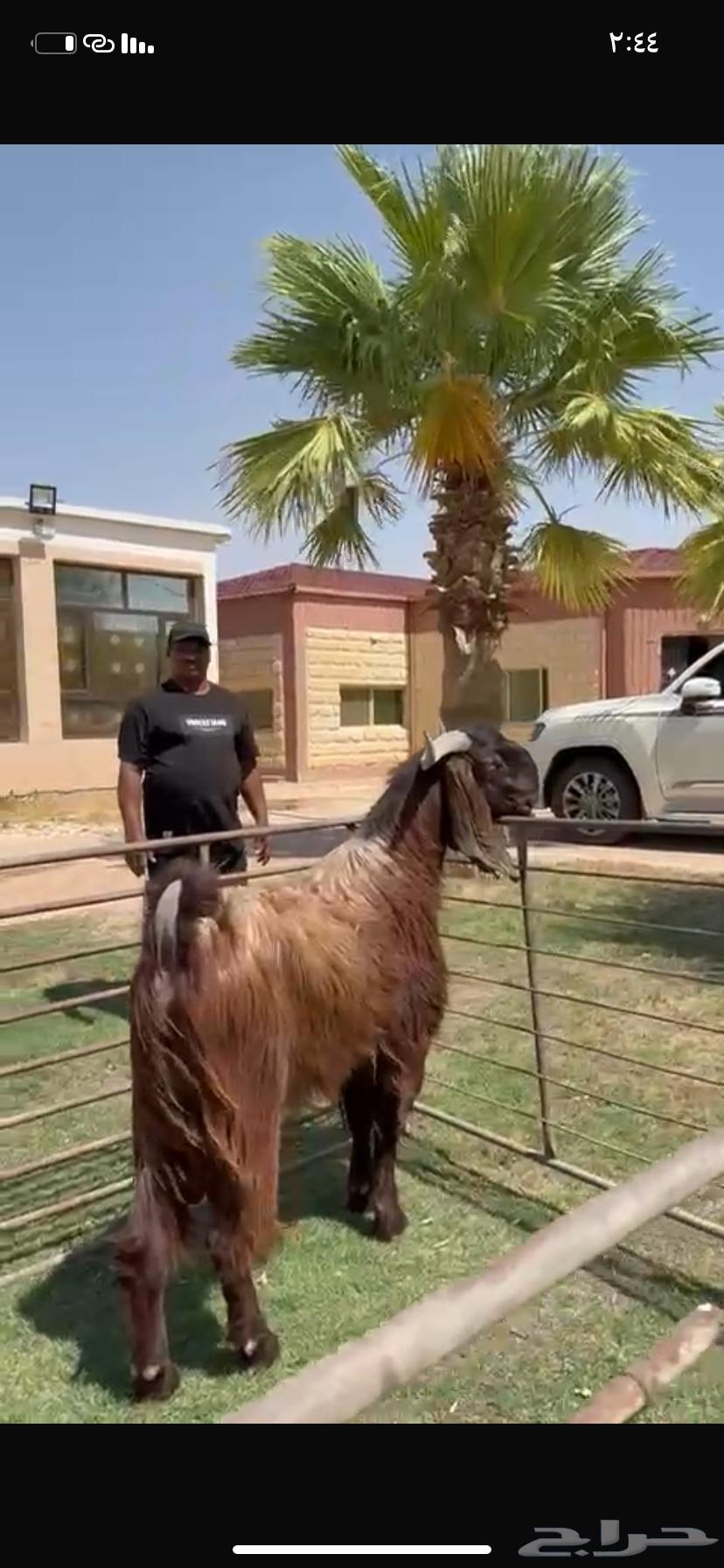للبيع فحل قبرصي خصم نادر63794376352641113