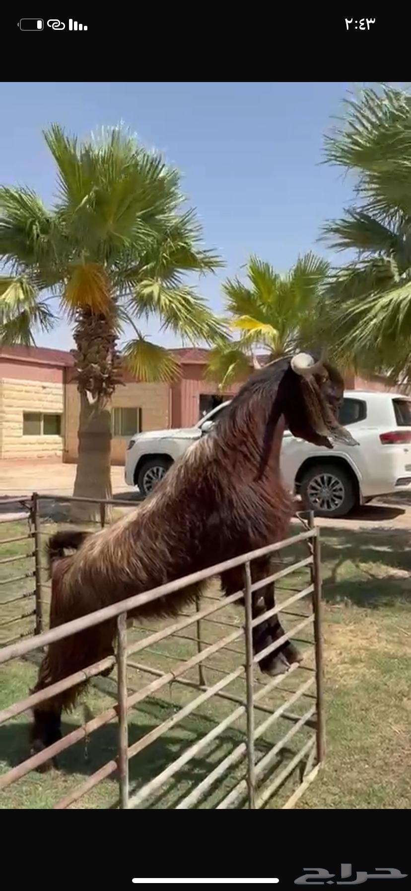 للبيع فحل قبرصي خصم نادر63794376352641110