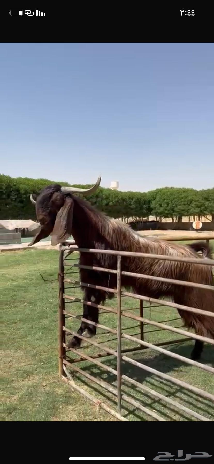 للبيع فحل قبرصي خصم نادر63794376352641112