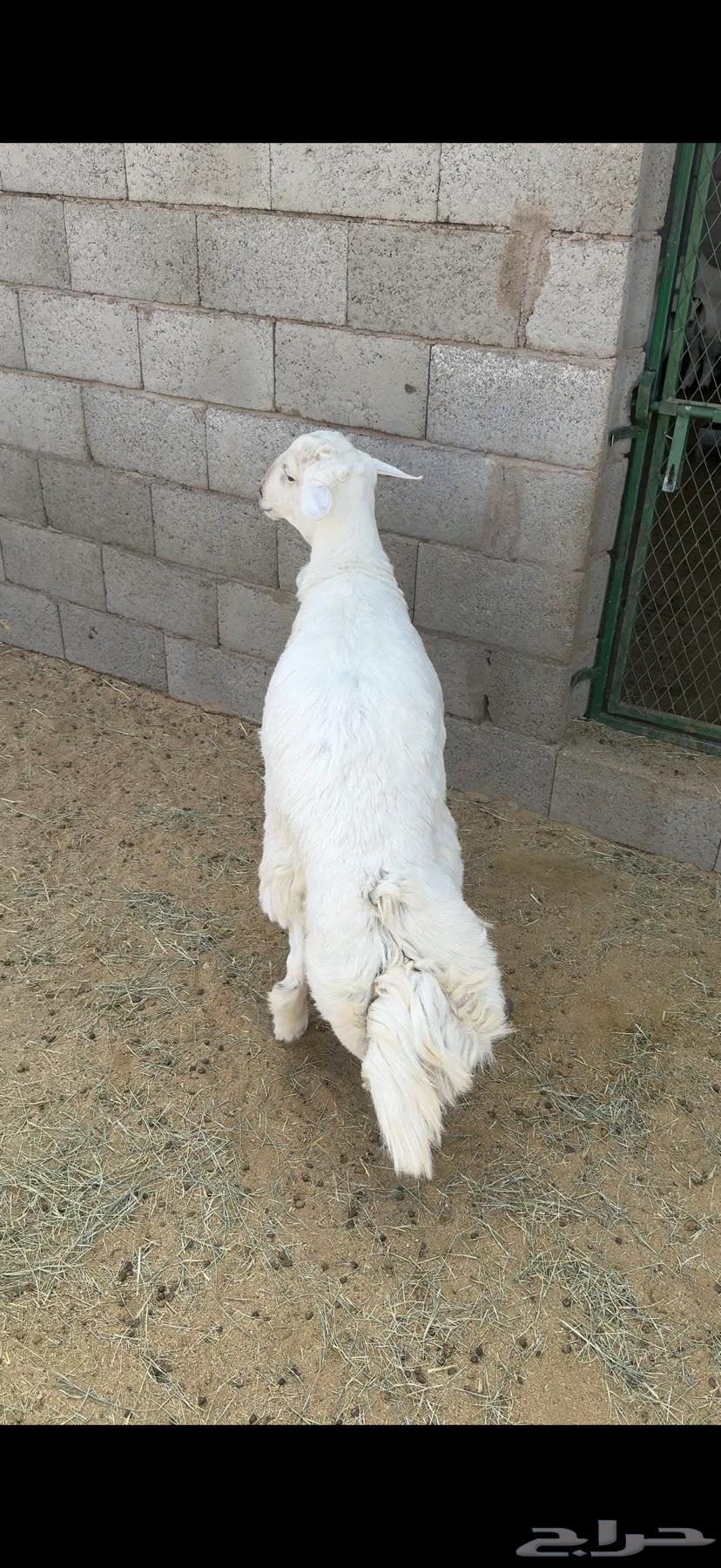 Lamb shoulder and back meat, cleaned and trimmed (expanded)63794890251651110