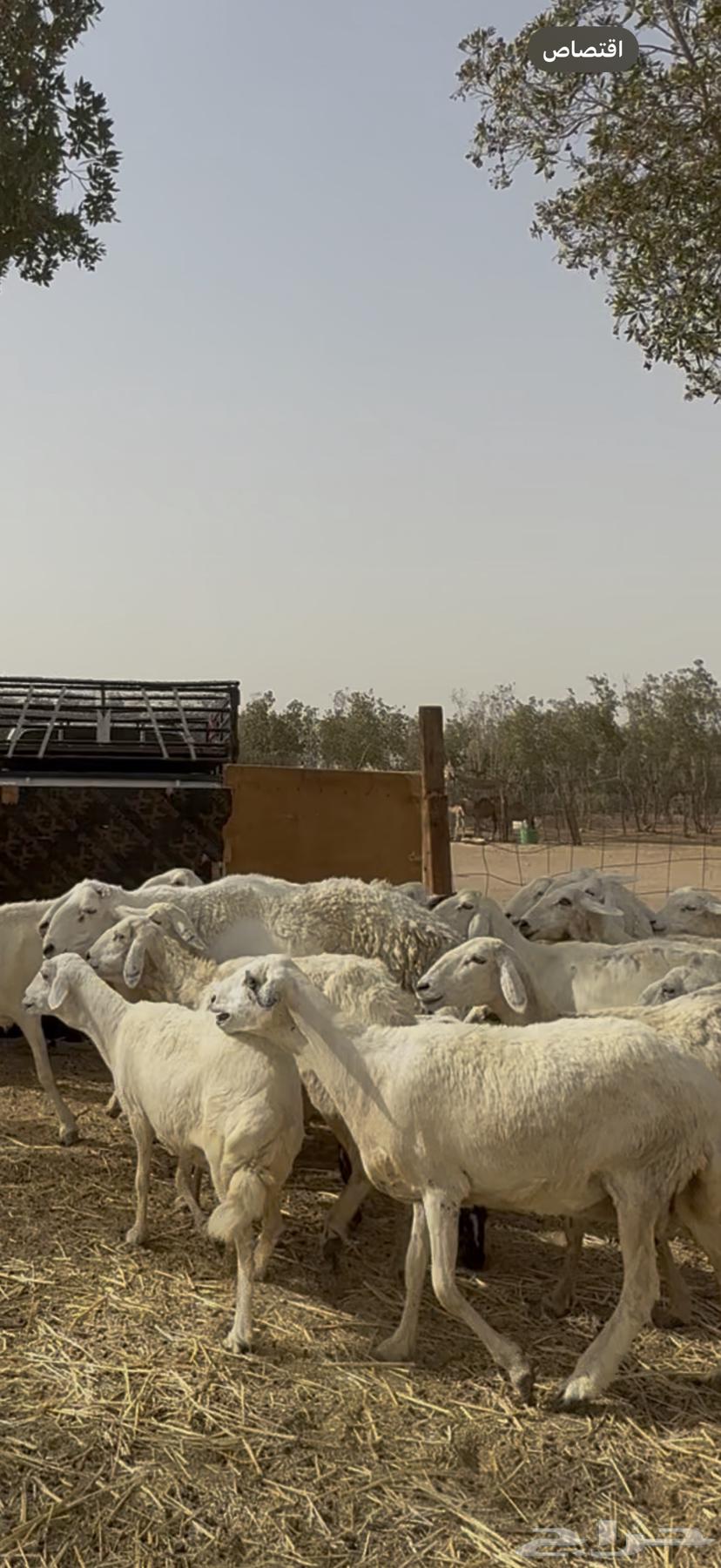 23 sheep with ram, paid 680 per head (( sold ))63792220821121110
